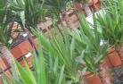 Walgettplant-nursery-10.jpg; ?>