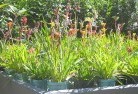 Walgettplant-nursery-17.jpg; ?>
