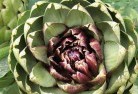 Walgettplant-nursery-1.jpg; ?>