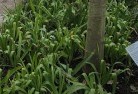 Walgettplant-nursery-23.jpg; ?>