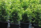 Walgettplant-nursery-24.jpg; ?>