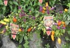 Walgettplant-nursery-27.jpg; ?>